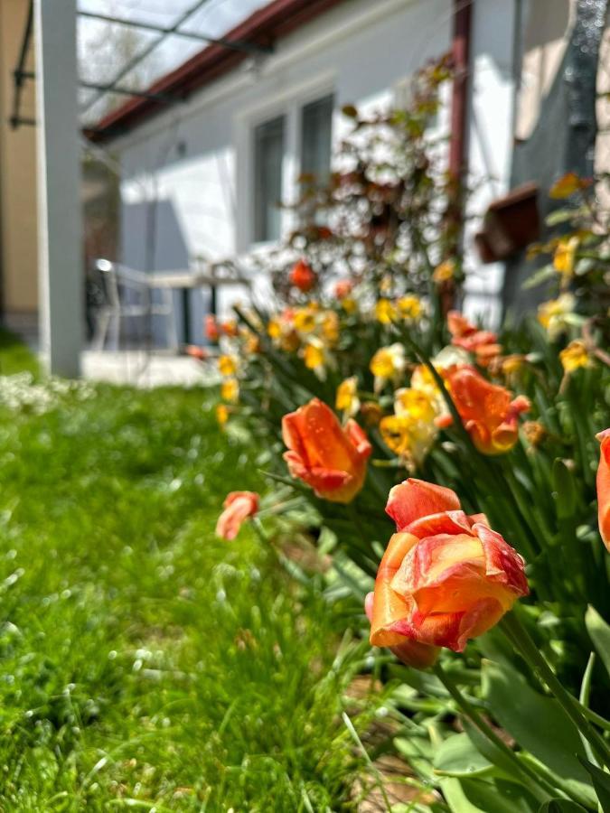 Apartmani Emily & Jully Nikšić Exteriör bild